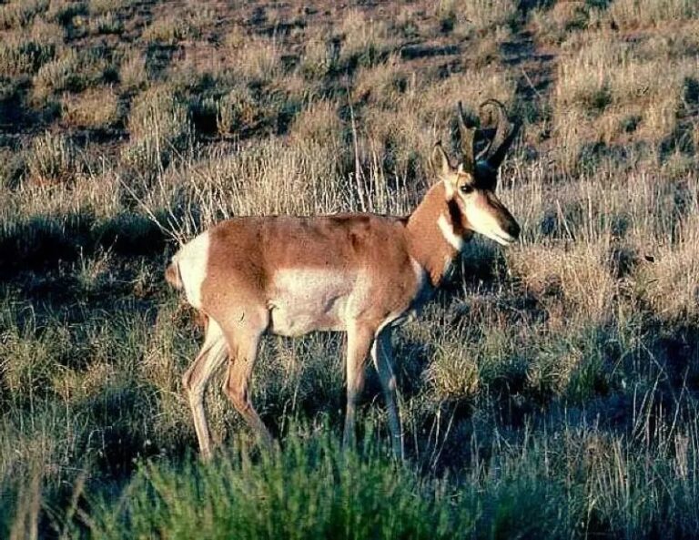petrified-forest-np-13